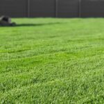 lawn leveling mowing