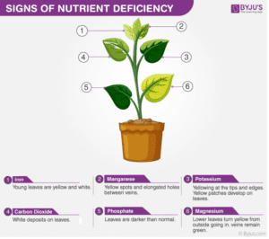 Nutrient Deficiency in Plants 